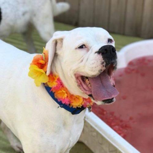 Dog Days of Birmingham Dog Days of Birmingham is not about us but, "It is ALL about the dogs!"