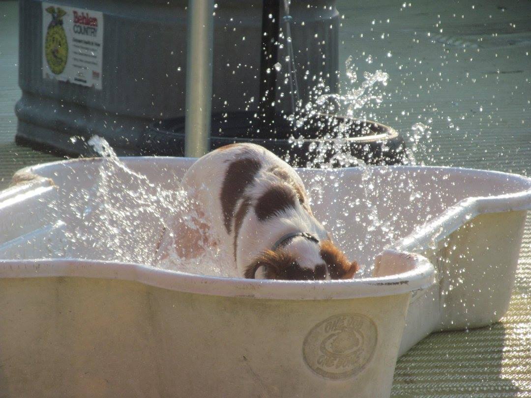Bubbles' Birmingham Dog Photos 