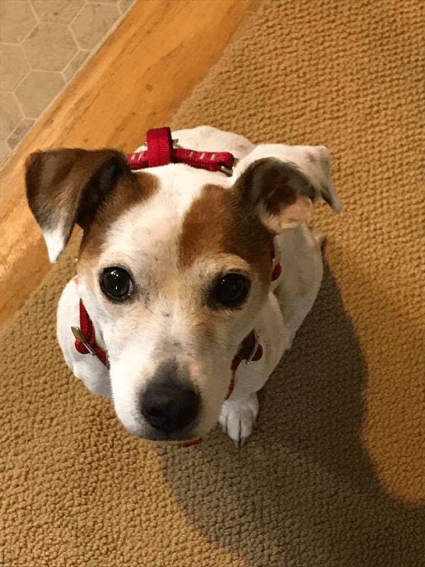 Dog Days Of Birmingham | April Dog Of The Month